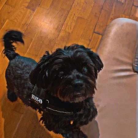 Black Dog Hostel Budapest Ngoại thất bức ảnh